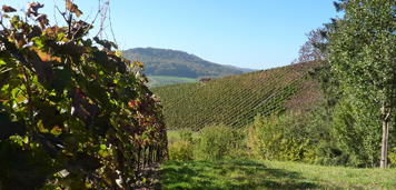 Wijnbouwgebied