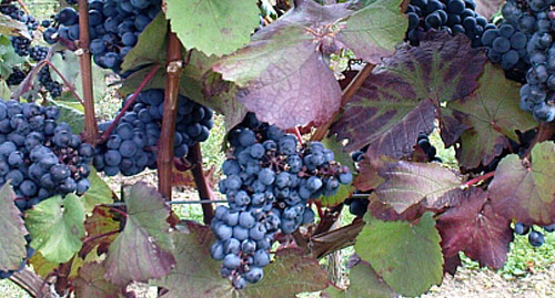 Cabernet Mitos